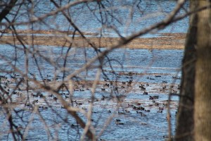 Waterfowl 076
