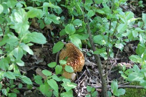Woods and Morels 080