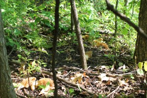 Woods and Morels 084