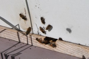 Woods and Morels 034