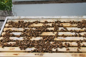 Woods and Morels 036