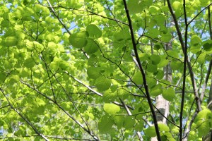 Woods and Morels 063