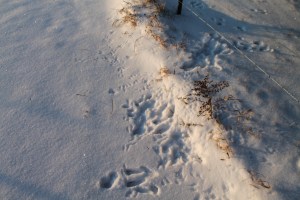 Christmas Baking and Frost 119