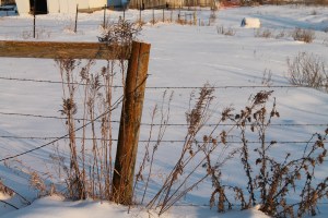 Christmas Baking and Frost 121