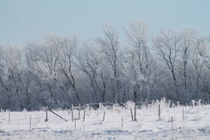 Christmas Baking and Frost 165