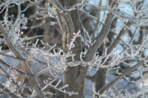 Christmas Baking and Frost 173
