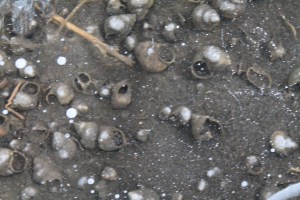 Books, skiing, Schmoker's 087