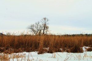 Books, skiing, Schmoker's 146