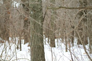 Books, skiing, Schmoker's 183