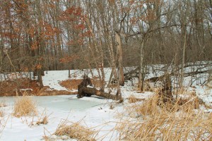 Books, skiing, Schmoker's 195
