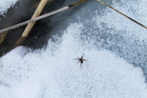 Books, skiing, Schmoker's 196