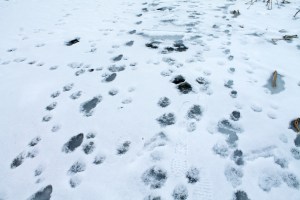 Books, skiing, Schmoker's 201