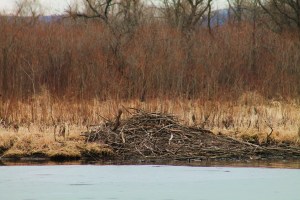 Weaver Waterfowl 044
