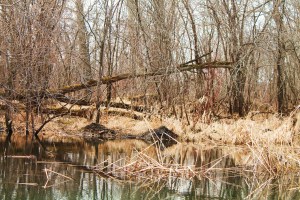 Weaver Waterfowl 073