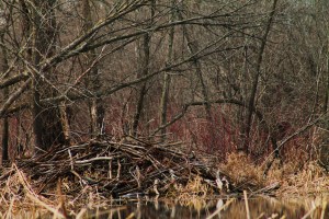 Weaver Waterfowl 266