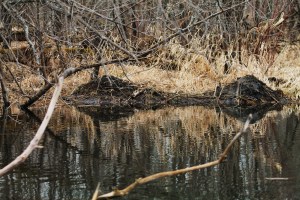 Weaver Waterfowl 278