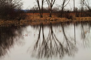 Weaver Waterfowl 288