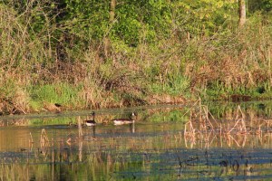 We weren't able to see these goslings though the camera caught them. 