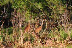 Potatoes and Canoe 181