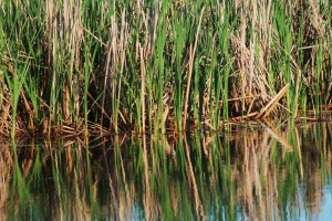 Potatoes and Canoe 235