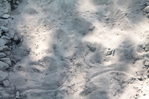 snapping-turtles-013