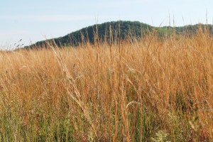 snapping-turtles-022