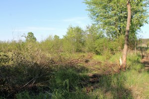 snapping-turtles-057