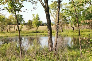 snapping-turtles-074