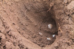 snapping-turtles-160