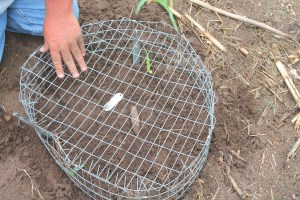 snapping-turtles-165