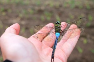 snapping-turtles-178
