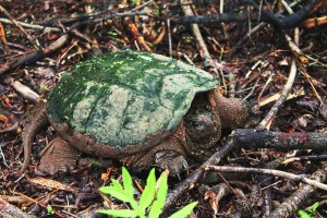 snapping-turtles-185