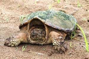 snapping-turtles-191