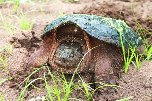 snapping-turtles-201