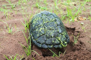 snapping-turtles-202