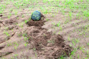 snapping-turtles-204