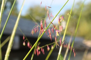 honey-and-canoeing-132