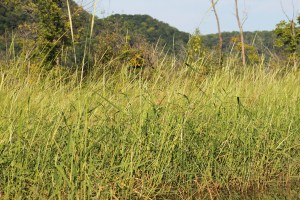 honey-and-canoeing-137