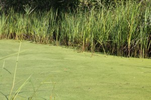 honey-and-canoeing-147