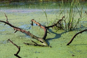 honey-and-canoeing-155