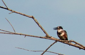 honey-and-canoeing-204