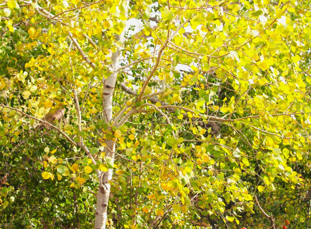 Solo Hiking in&nbsp;October