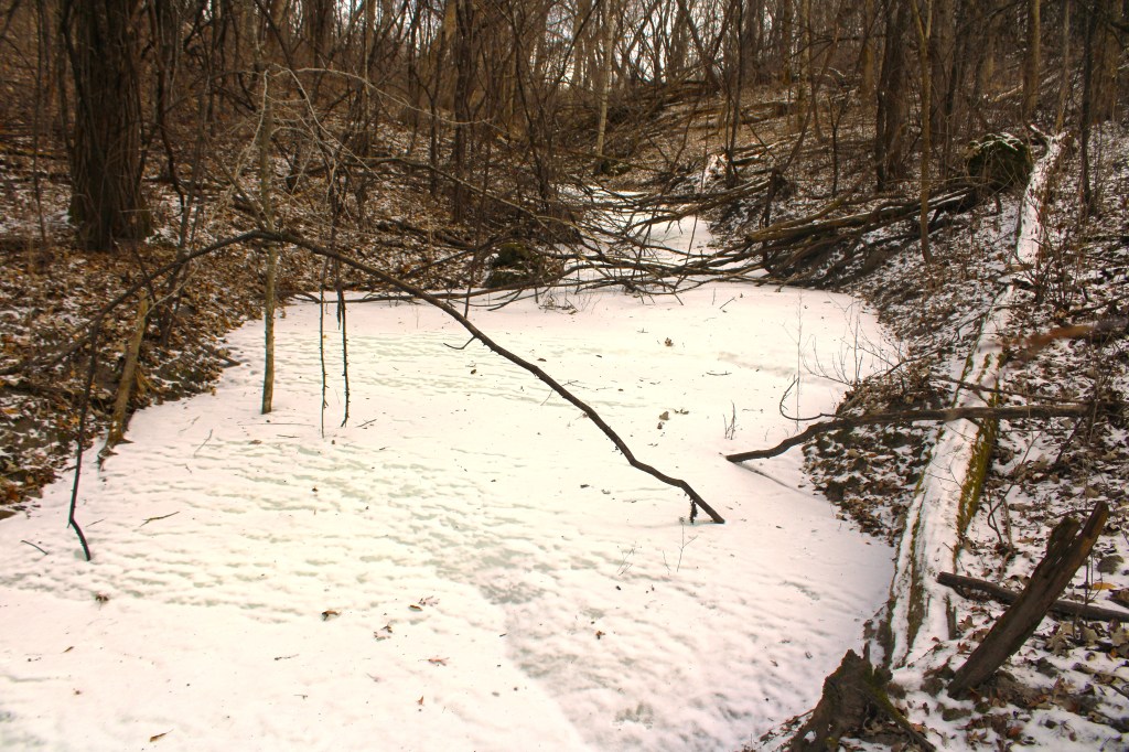 Sharing New Woodland&nbsp;Territory